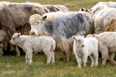 2024-TJU-Himmelsberge-Presse-Kirgistan-82klein